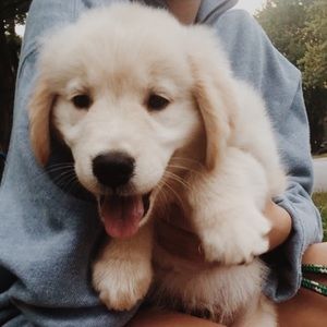 Meet your Posher, Sophie